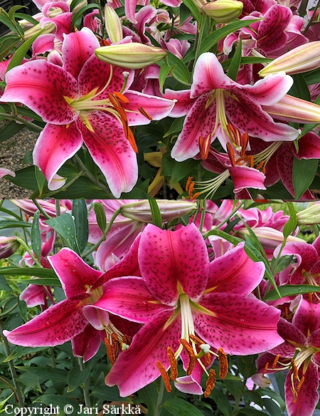 Lilium Orient-Ryhm  'Stargazer', idnlilja